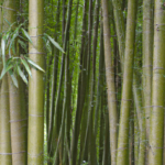 Find Komfort og Stil med Bambus Underbukser