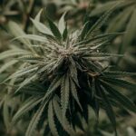 Thca vs thc: Den stille revolution i cannabisverdenen