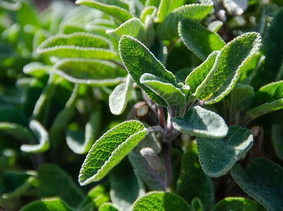 Tandpine og stress: Er der en sammenhæng?