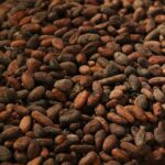 Fra bælg til bar: En dybdegående guide til kakaobønnen og dens forvandling til pulver og nibs