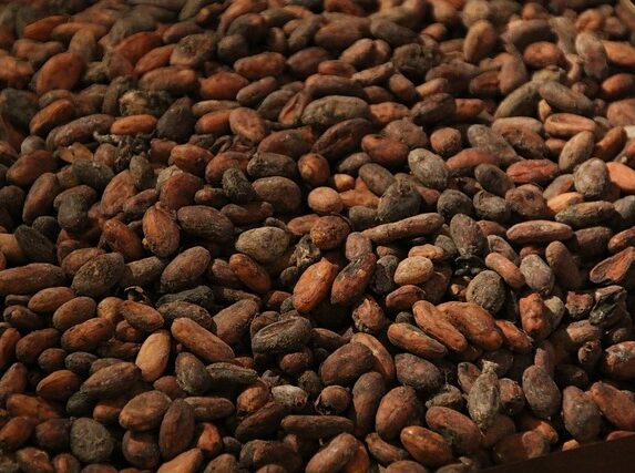 Fra bælg til bar: En dybdegående guide til kakaobønnen og dens forvandling til pulver og nibs