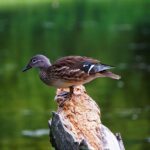 Krydsord på farten: Apps og digitale hjælpemidler