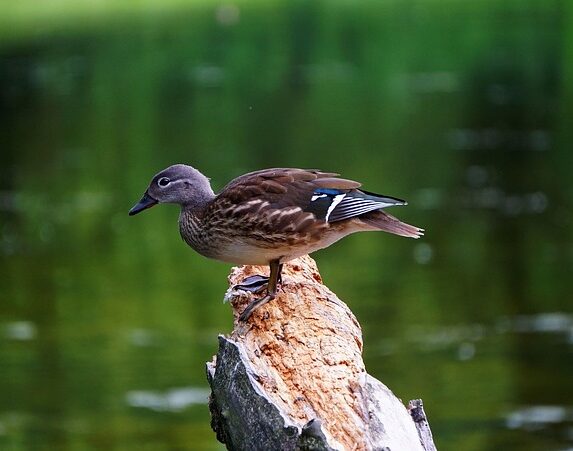 Krydsord på farten: Apps og digitale hjælpemidler