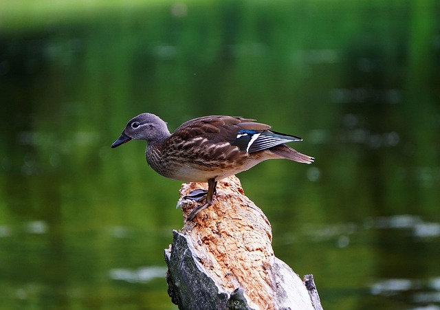 Krydsord på farten: Apps og digitale hjælpemidler