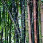 5 grunde til at skifte til bambus undertøj