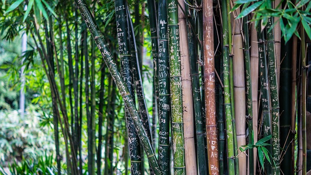 5 grunde til at skifte til bambus undertøj